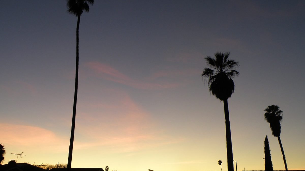 California sunset with palm trees, ESA letters in California