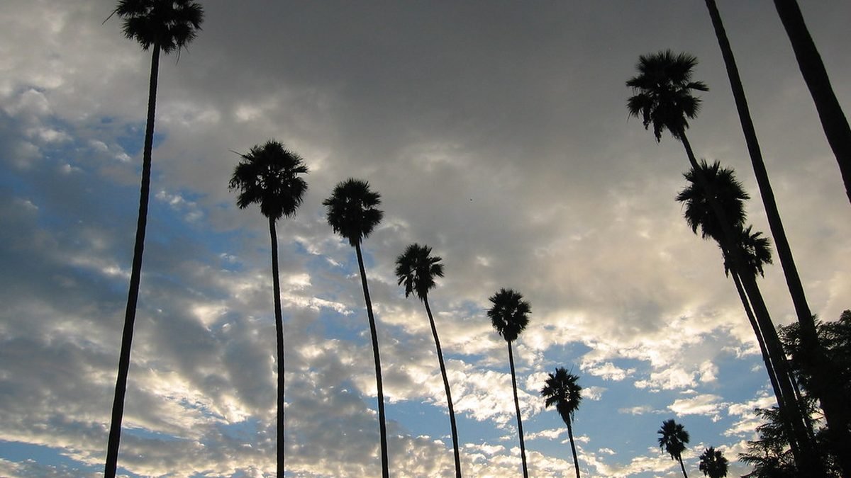 Palm trees against a California sky, pet rent and ESA letters