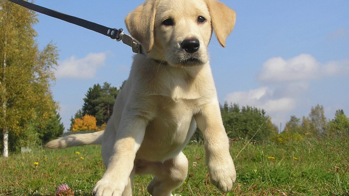 Yellow labrador service dog in training, California PSD guide