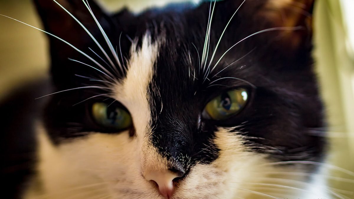 Black and white cat portrait, choosing the right ESA