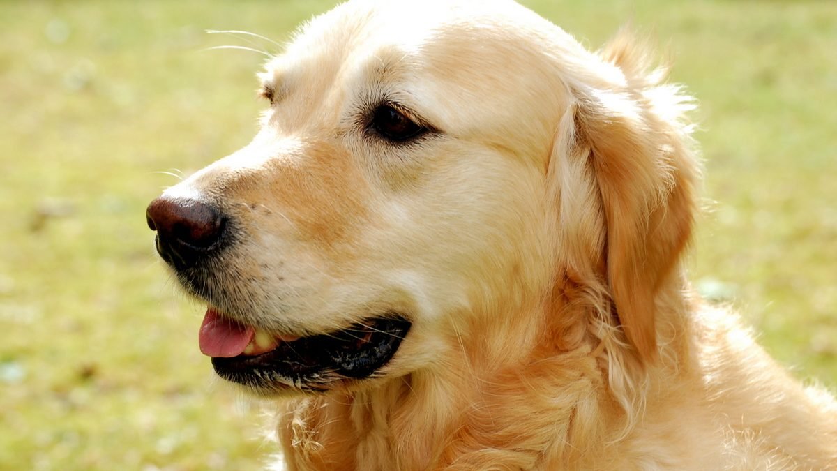 Golden retriever emotional support dog, the complete ESA guide