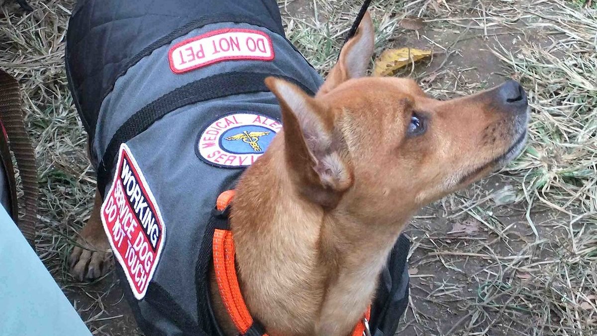 Service dog wearing a vest, the complete PSD guide