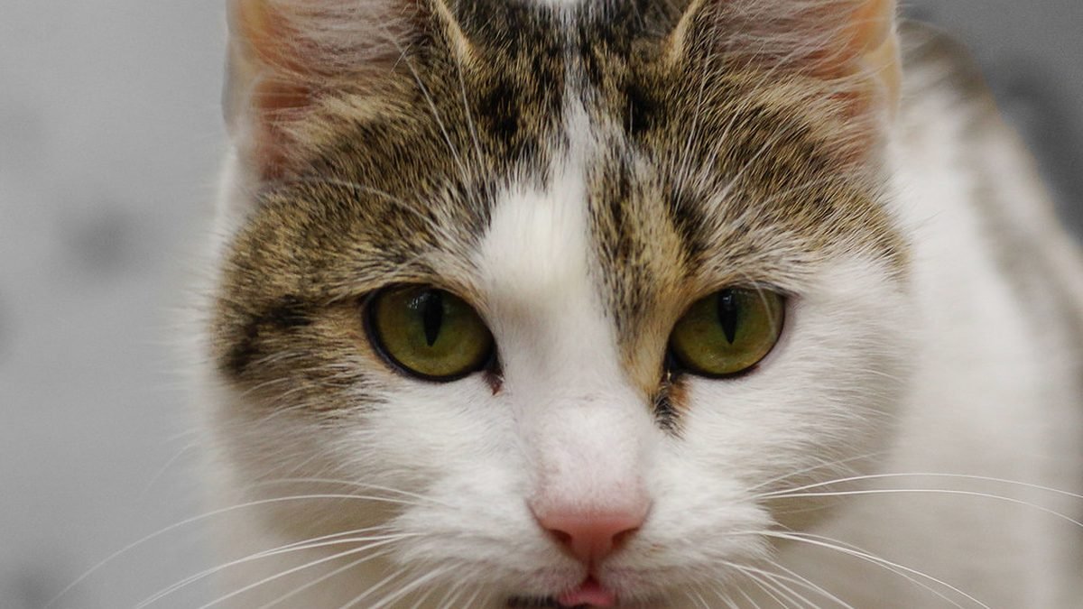 Gato tricolor en calma, animales de apoyo emocional para la ansiedad y la depresión