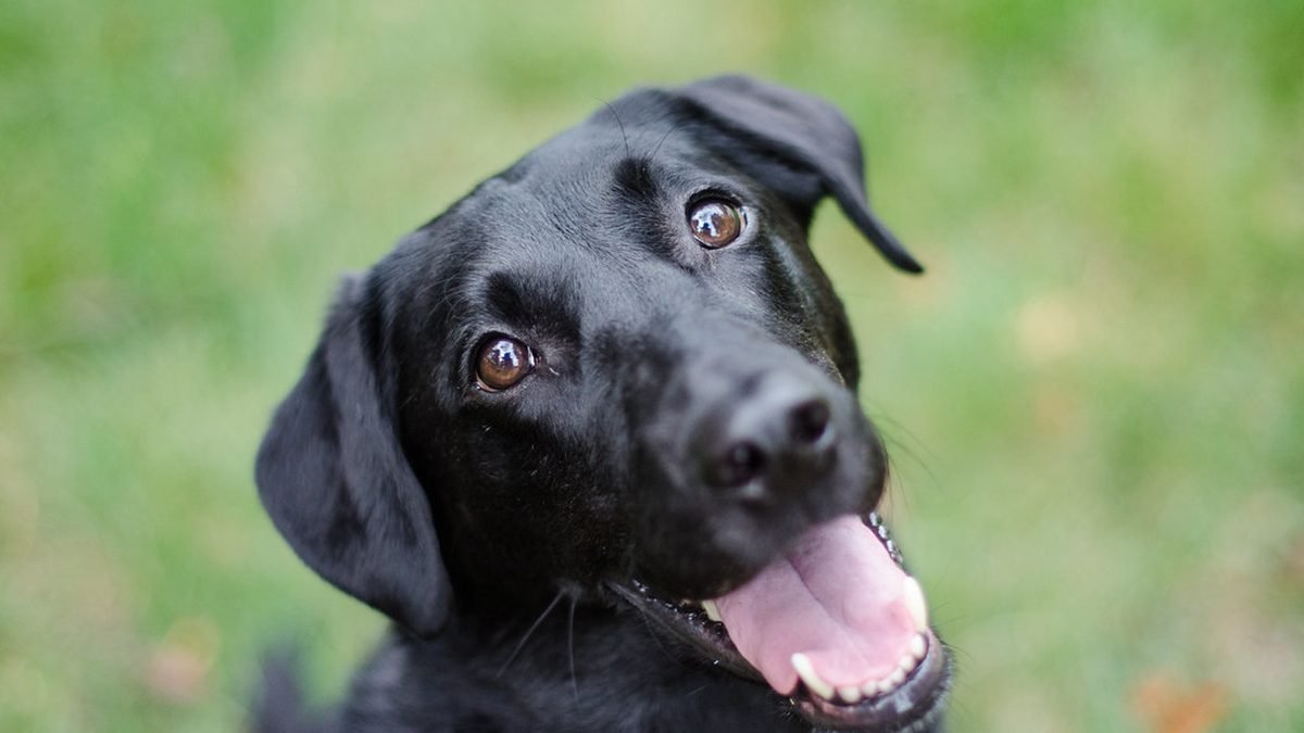 Black labrador retriever, emotional support dog certification explained