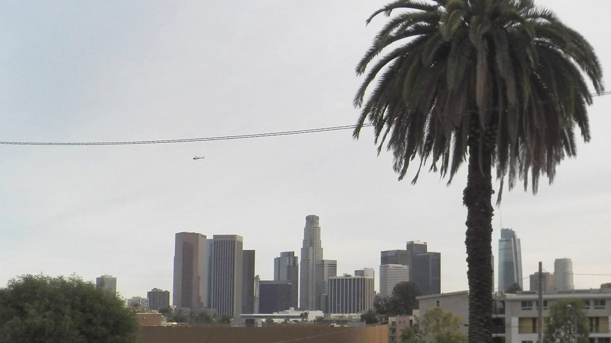 Palm tree on a California street, ESA letter cost in California
