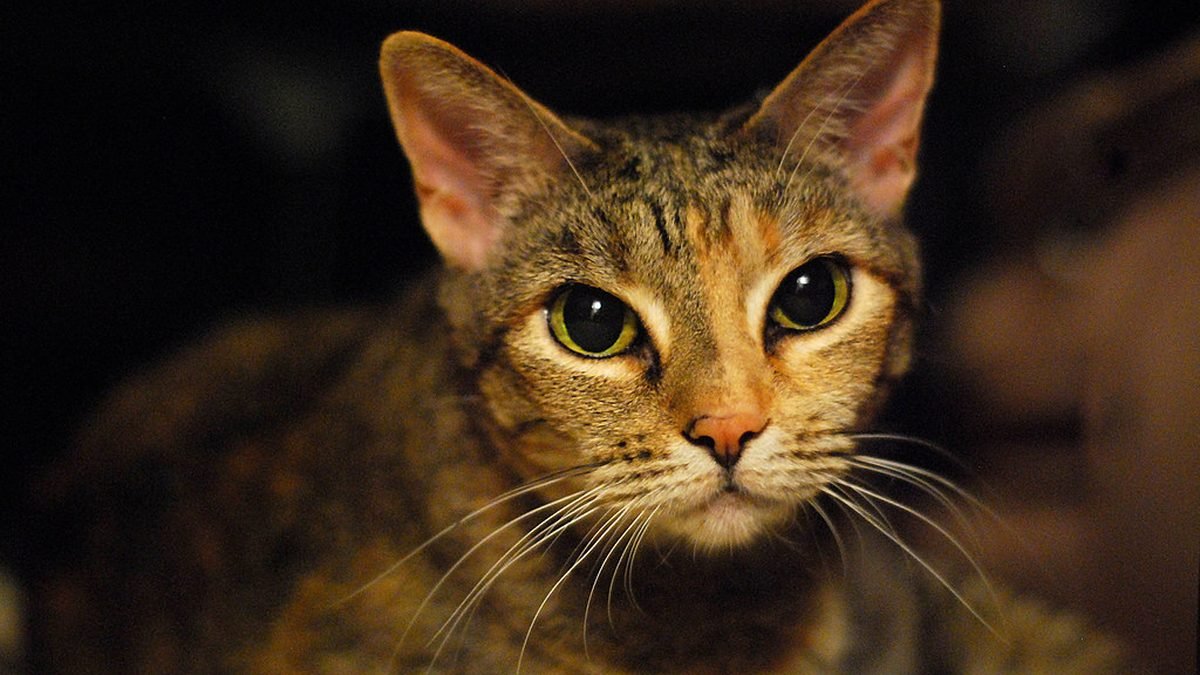 Tabby cat looking at the camera, ESA letter requirements