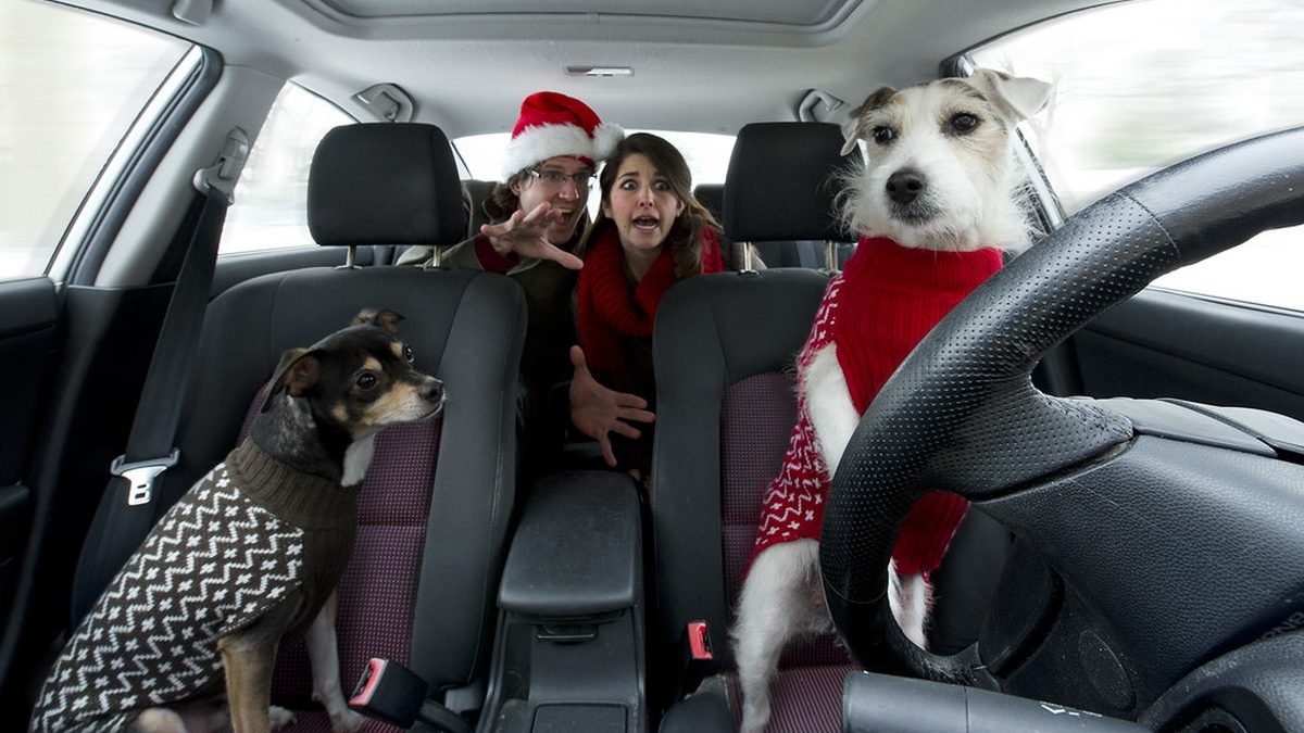 Dogs in a car ready for a road trip with an ESA