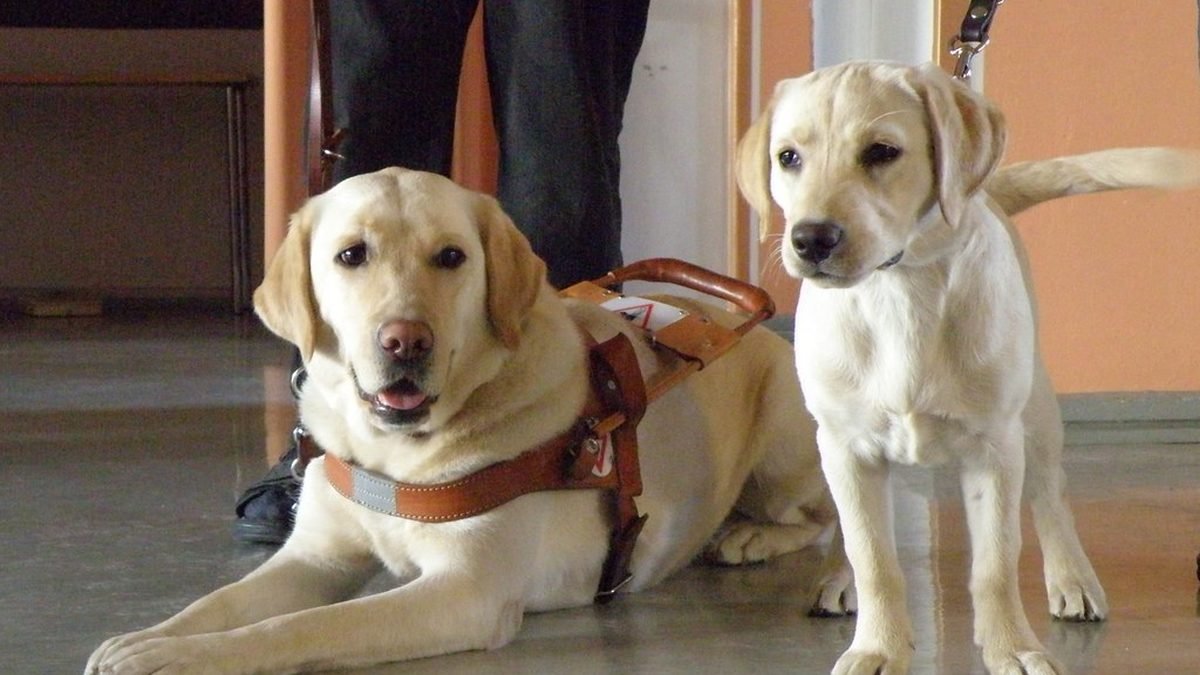 Two labrador retrievers, one a service animal, one an ESA