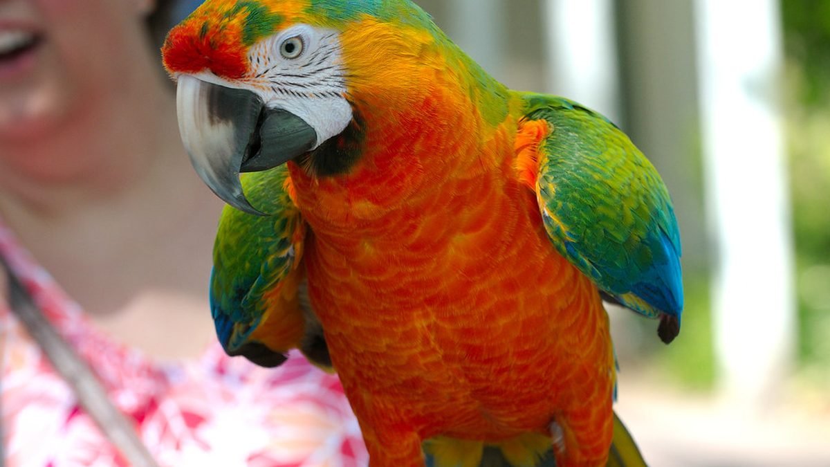Colorful parrot, exotic emotional support animals