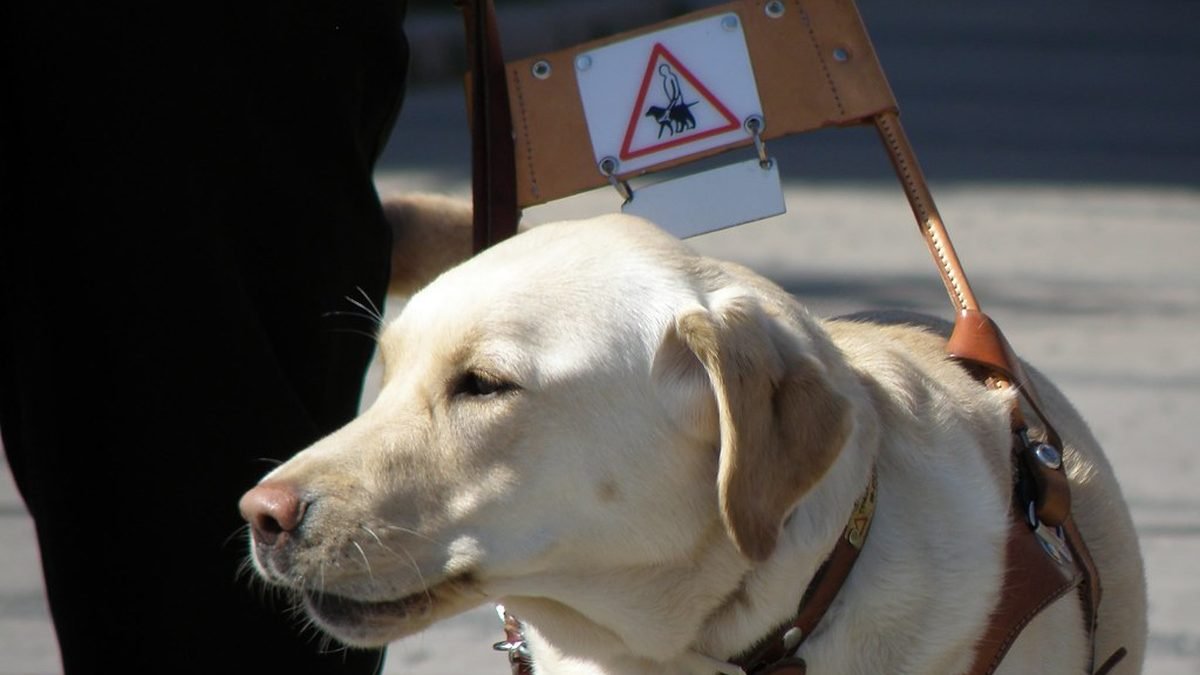 Labrador in a guide dog harness, Florida PSD guide