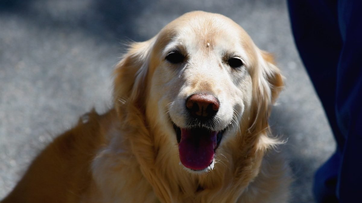Golden retriever looking up, how to get an ESA letter online