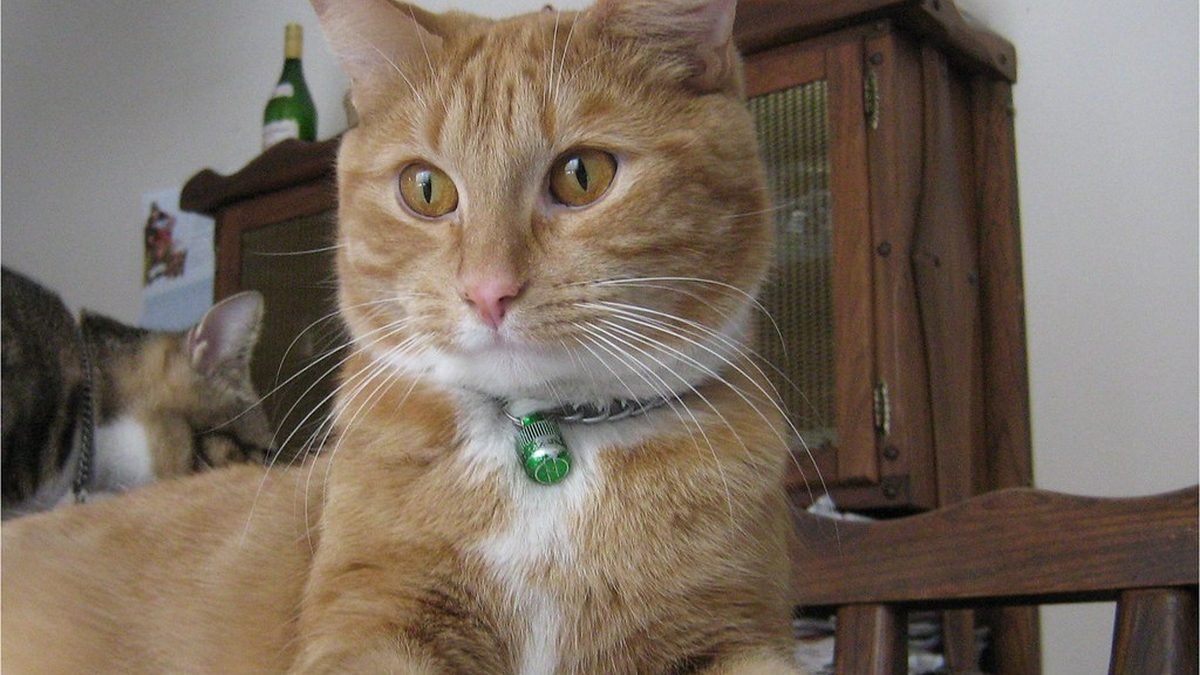 Gato anaranjado descansando en casa, condiciones que califican para un ESA