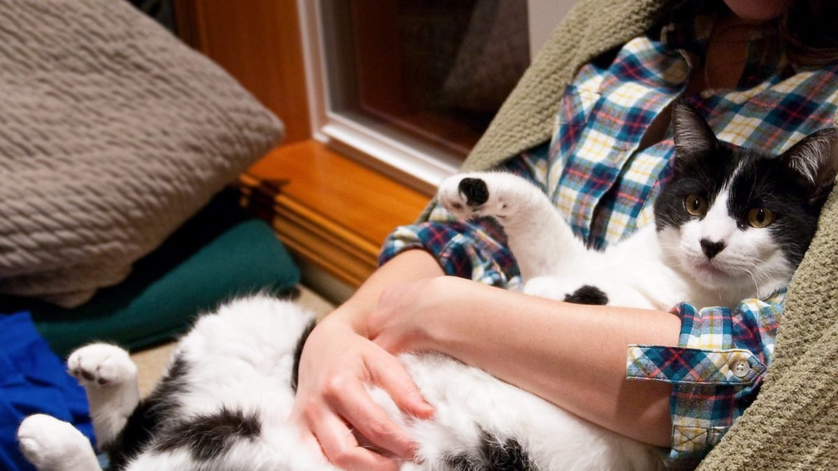 Person on a couch with a dog and a cat, multiple ESAs in one apartment