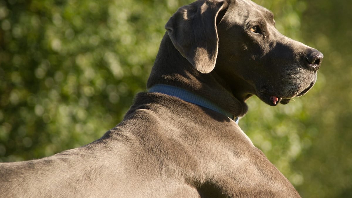 Dog portrait in profile, New York PSD guide