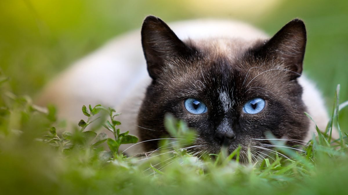 Siamese cat in the grass, pet therapy versus emotional support animals