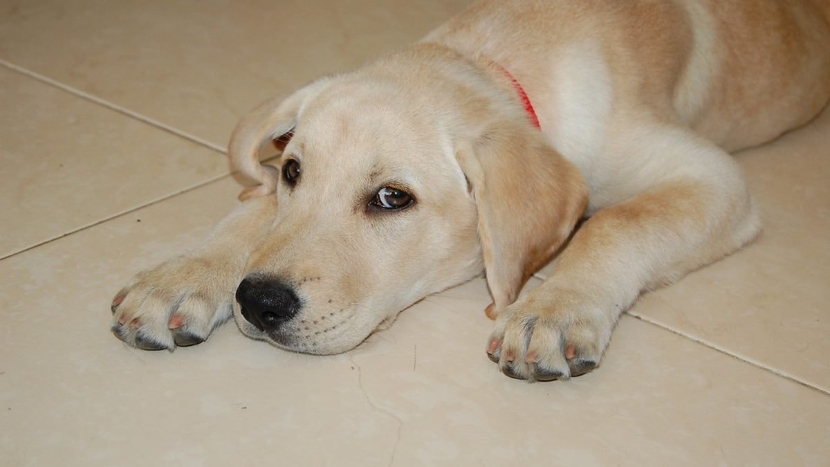 Labrador resting calmly, PSD letters for anxiety