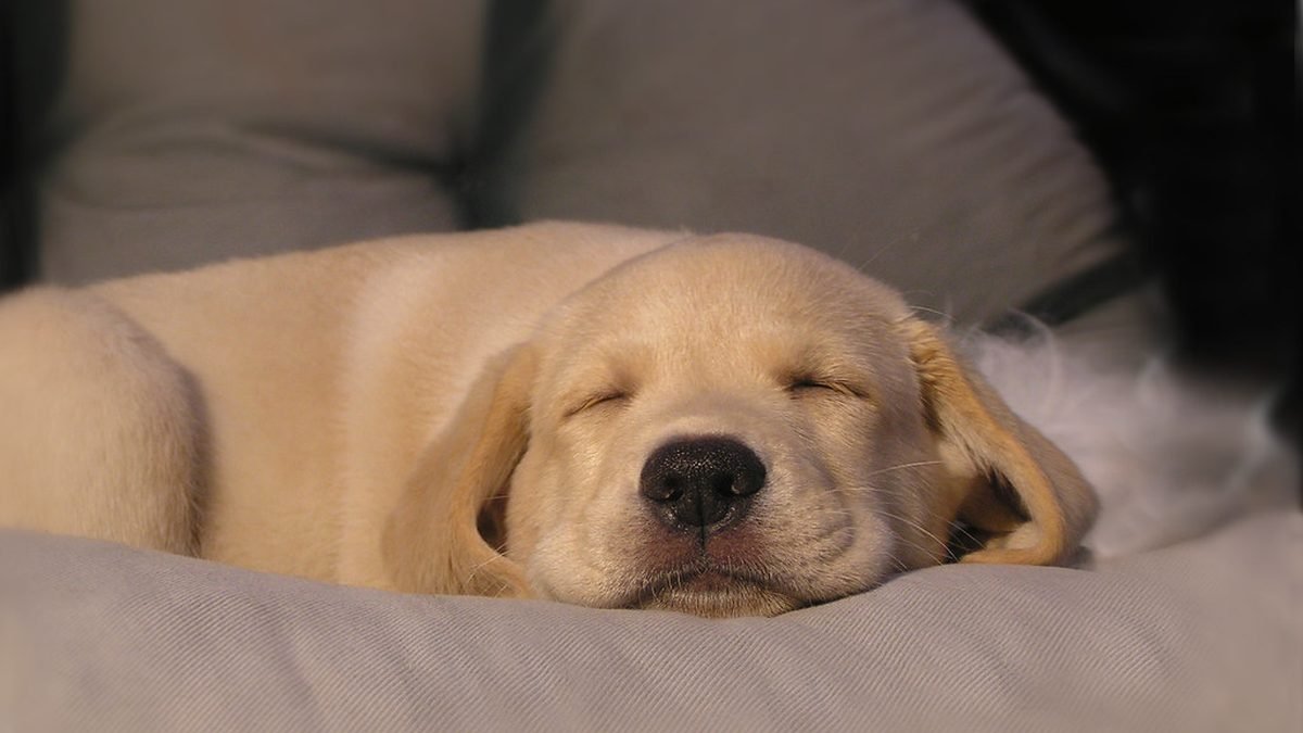 Labrador puppy asleep, PSD letter versus service dog certificate