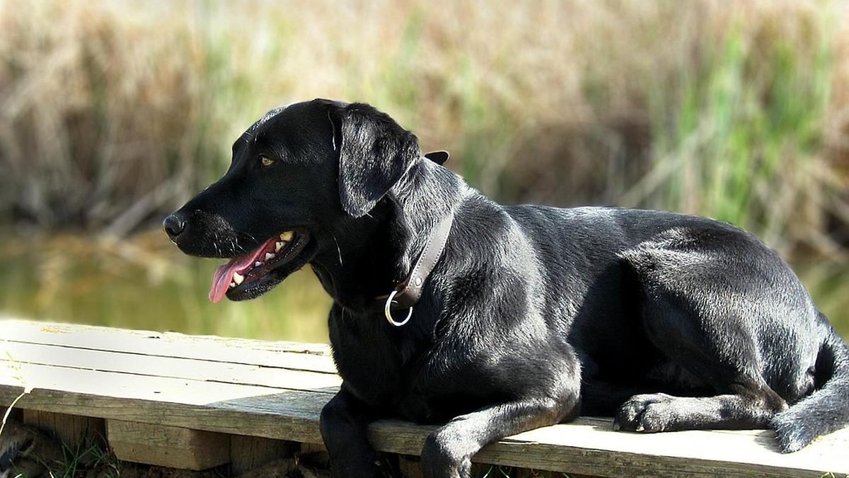 Black labrador lying on a deck, psychiatric service dog housing rights