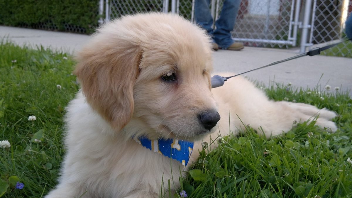 Golden retriever puppy on the grass, the PSD letter explained