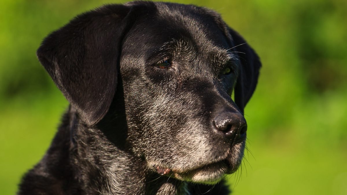 Black dog portrait against green, Texas PSD guide