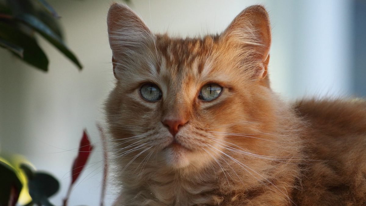 Ginger tabby cat portrait, a verifiable ESA letter service