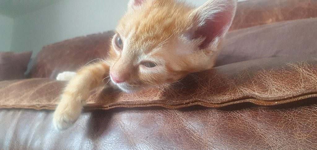Orange cat resting on a sunny window ledge, what is an ESA letter