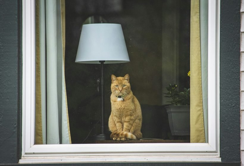 Gato de interior sentado junto a la ventana de su casa, mirando hacia afuera
