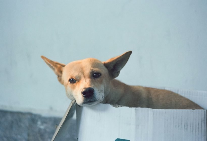 Perro asomado en una caja de mudanza durante el cambio a un nuevo apartamento