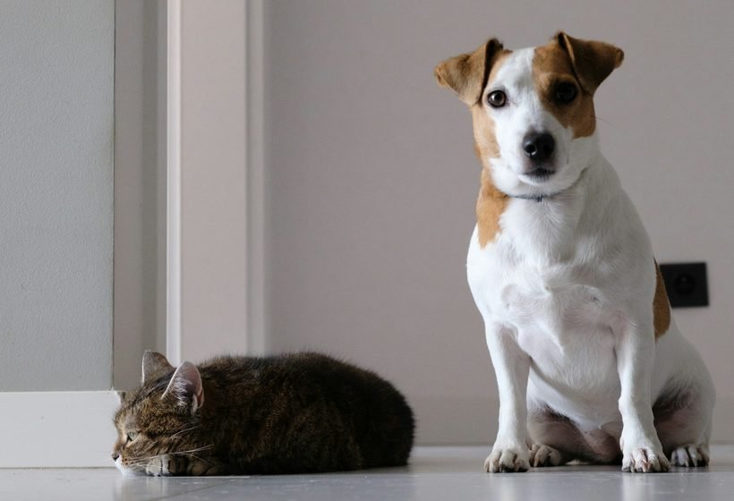 Un perro pequeño y un gato descansan juntos en el piso de su casa
