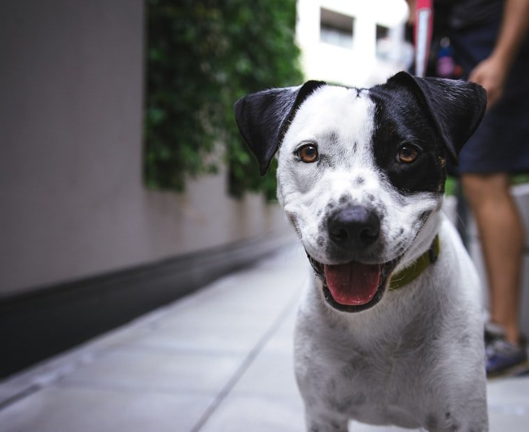 Person relaxing at home with a pet in Alabama - ESA Letter Alabama