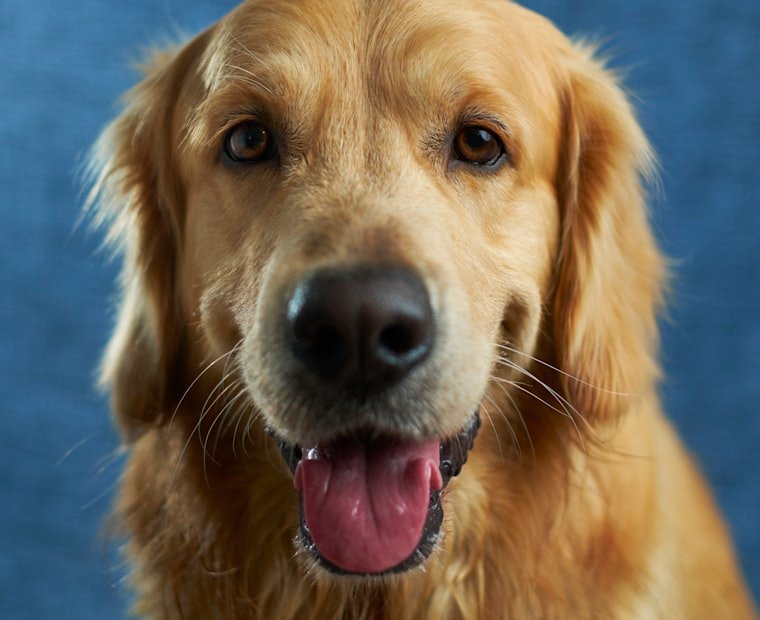 Person relaxing at home with a pet in California - ESA Letter California