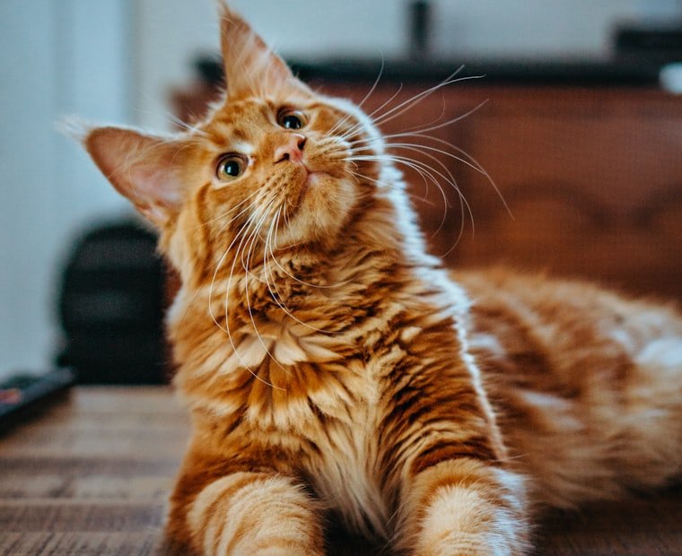 Person relaxing at home with a pet in Connecticut - ESA Letter Connecticut