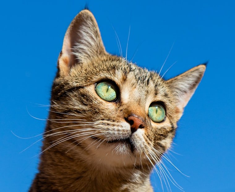 Person relaxing at home with a pet in Florida - ESA Letter Florida