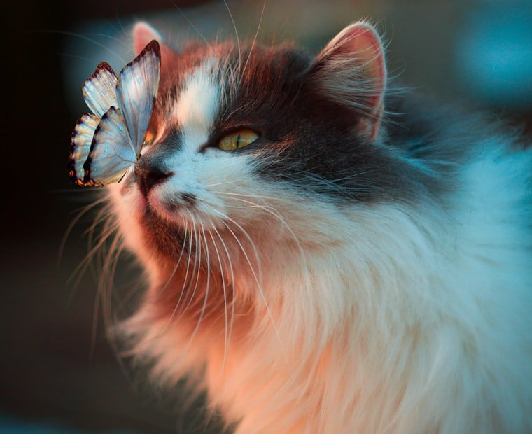 Person relaxing at home with a pet in Hawaii - ESA Letter Hawaii