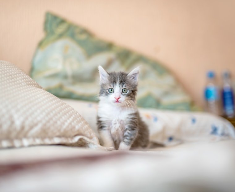 Person relaxing at home with a pet in New Jersey - ESA Letter New Jersey