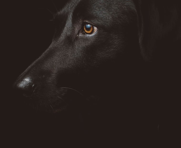 Person relaxing at home with a pet in North Carolina - ESA Letter North Carolina